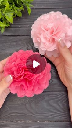 two pink flowers being held by someone's hands