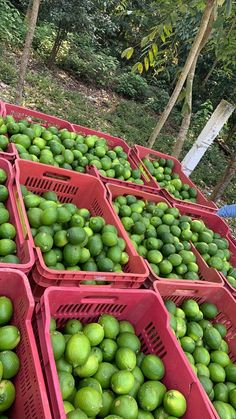 many red baskets filled with green fruit near trees