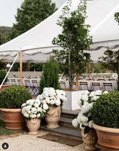 there are many potted plants in front of the tent