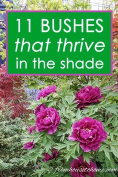 purple flowers with green leaves and the words 11 bushes that thrive in the shade