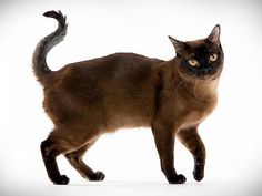 a siamese cat walking on a white background looking at the camera with an intense look