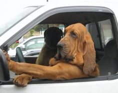 two dogs are sitting in the drivers seat of a white truck with their paws on the steering wheel