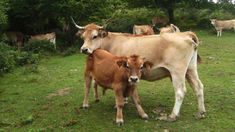 several cows are standing in the grass near some trees and bushes, with one cow looking at the camera