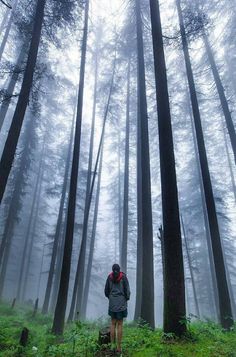 a person standing in the middle of a forest on a foggy day with trees