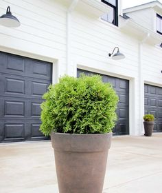 a potted plant in front of two garage doors