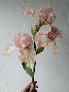 a hand holding a pink flower in front of a white wall