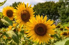 the sunflowers are blooming in the field with trees in the back ground