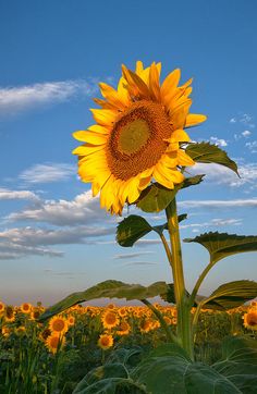 a large sunflower standing in the middle of a field with blue sky and clouds