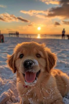 a brown dog laying in the snow with its tongue out