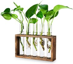 several glass vases with plants in them on a wooden shelf against a white background