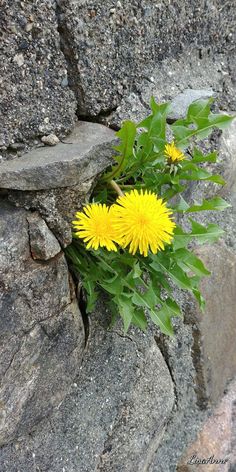 yellow dandelions growing out of the cracks in a rock wall, with green leaves