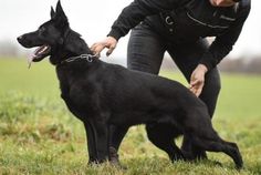 a woman is petting a large black dog on a leash in the grass with her mouth open