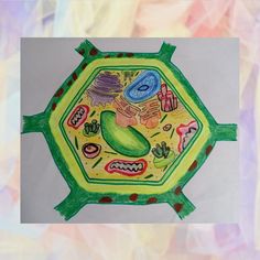 a drawing of a plant cell