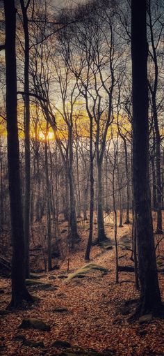 the sun shines through the trees and leaves in the woods on a fall day