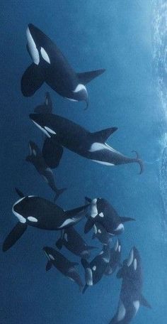 several orca whales swimming together in the ocean with their heads above water's surface