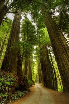 a dirt road surrounded by tall trees in the forest