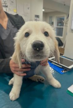 a white dog is being held by a veterinator