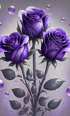 three purple roses with leaves and water droplets on a purple background in the image is an artistic painting