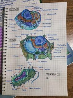 a notebook with some diagrams on it and an image of a plant cell in the middle