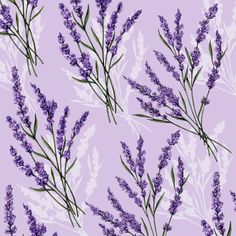 lavender flowers on a purple background