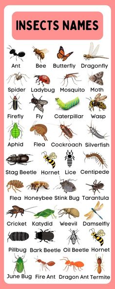 Insect Names In English, Insects With Names, Insect Identification, Insects Names, Animals Name In English, English Word Book, English Learning Books, English Activities For Kids, Butterfly Dragonfly