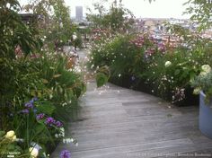 a wooden walkway surrounded by plants and flowers