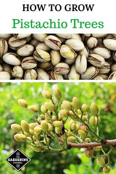 pistachio tree with the title how to grow pistachio trees