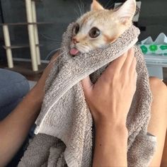 a woman holding a cat wrapped in a towel with her tongue out and sticking its tongue out