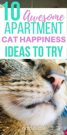 a cat with the words 10 awesome apartment cat - happiness ideas to try