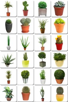 there are many different types of plants in the potted planters on this page