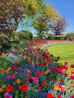 colorful flowers line the side of a flower bed on a sunny day with blue skies in the background