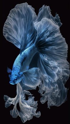 an image of a fish that is in the water