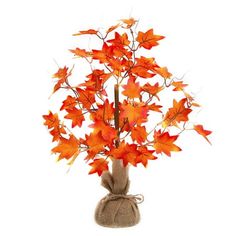 an orange tree with red leaves in a burlocked bag on a white background