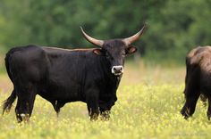 two black cows standing in a field with trees in the background