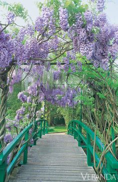 a wooden bridge with purple flowers growing over it