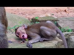 a small monkey laying on top of a rock next to another animal with its mouth open