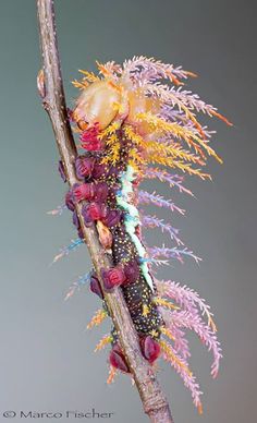 Saturniidae Moth, Moth Caterpillar, High Fantasy, Beetles, Nature Animals