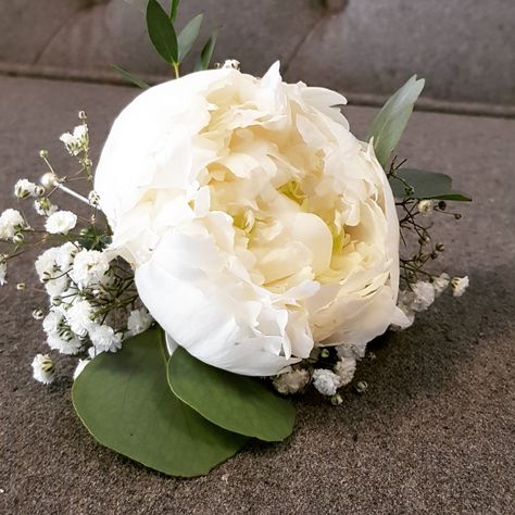 The sweetest peony buttonholes we have ever seen! And hand made! Adorned by mixed eucalyptus and gypsophlia. . . . #parsleyandsagewedding #stokeontrentflorist #buttonhole #buttonholeflower #peonies #peonyseason #peonylove #peonyperfection #flowerart #floraldesigner #flowerfix #flowergram #flowerpower🌸 #floristsofinstagram #weddingbells #wedding2018 #weddingseason Peony Boutonniere Wedding, White Peony Boutonniere, Peony Buttonhole, Peony Corsage, Peony Boutonniere, Gown 2023, Mixed Eucalyptus, Buttonhole Flowers, Prom Bouquet