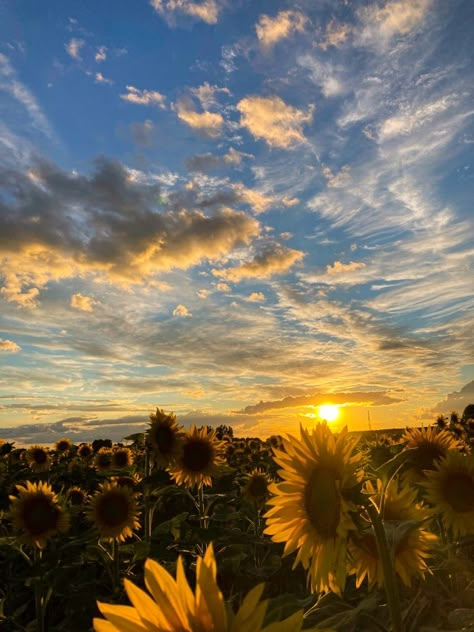 Paige Core Aesthetic, Nature Aethestic, Sun Astethic, Sun Flowers Aesthetic, Sunflowers Aesthetic, Pretty Sunflowers, Sunflower Aesthetic, Sunflower Sunset, Aesthetic Sun