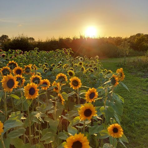 Pretty Sunflowers, Sunflowers Garden, Sun Flower Garden, Summer Meadow Aesthetic, Flower Sunflower, Sunflower Meadow, Sunset Meadow, Flower Core, Flower Fields Aesthetic