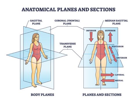 Anatomy Planes And Sections, Body Planes Anatomy, Planes Of The Body Anatomy, Orthopaedic Nursing, Anatomical Terminology, Anatomical Planes, Body Planes, Anatomical Position, General Anatomy