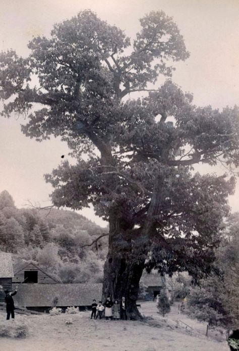 Note the figures at the base of the chestnut tree American Chestnut Tree, Big Trees California, Chesnut Tree, Office Painting, Chestnut Tree, American Chestnut, Tree Logs, Big Trees, Genetic Engineering