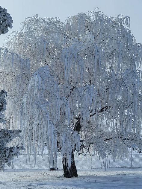 Ephemera Ideas, Beautiful Winter Pictures, Persephone Goddess, Ice Photography, Winter Landscape Photography, Old Time Christmas, Fata Morgana, First Snowfall, Deep Winter Colors