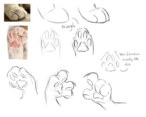 Cats n trash — I am so sorry to bother and youve most likely been... Cat Body Drawing Reference, How To Draw Cat Bodies, Feline Paw Reference, Cat Paws Sketch, How To Draw Warriors Cats, Cat Paws Drawing Reference, Cat Pawing At Something, Feline Paws Drawing, Finchwing Warrior Cats