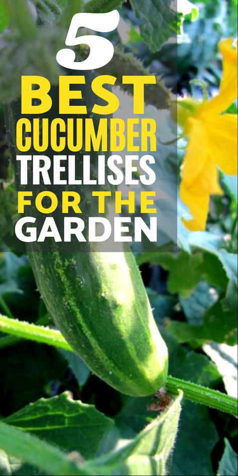 Cucumber Pot Trellis, Cucumbers Garden Trellis Ideas, Ideas For Vegetable Garden, Cucumber Growing In Pots, Cucumber Vines Trellis, How To Grow Cucumbers In Containers, Garden Trellis Ideas Diy Cucumber, Bucket Cucumbers, Cucumber Trellis Ideas Diy