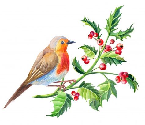 Watercolor robin bird.watercolour merry ... | Premium Photo #Freepik #photo #watercolor #christmas #floral #merry-christmas Cardinal Clipart, Watercolor Robin, Bird Clipart, Christmas Cardinals, Robin Bird, Winter Bird, Bird On Branch, Red Cardinal, Watercolor Christmas