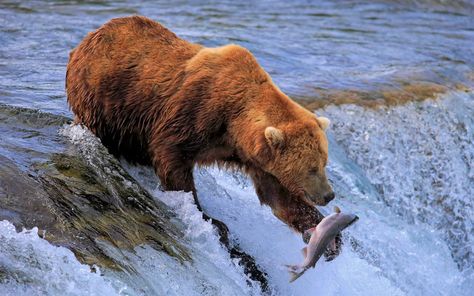 Bear Catching Salmon, Bear Fishing, Katmai National Park, Salmon Run, Bear Pictures, 1 April, Pictures Of The Week, Bear Art, Grizzly Bear