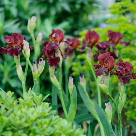 Got narrow borders? 🌸 Here are some of the best plants you can grow to make the most of your space: espalier trees, bearded iris, libertia, honeysuckle, erigeron, lavender, Japanese quince. Find more great plants for narrow borders, plus advice on growing all of the above, at the link in our bio. #Flowers #GardenDesign #GardenIdeas #GardenersWorld Plants For Narrow Borders, Iris Border, Japanese Quince, Outdoor Patio Designs, Plants To Grow, Best Plants, Garden Makeover, Garden Images, Bearded Iris