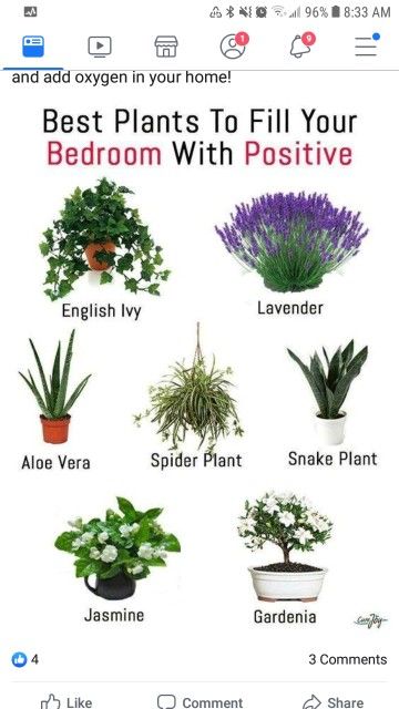 Beginner Plants Indoor, Pretty House Plants, Best Bedroom Plants, Best Plants For Bedroom, نباتات منزلية, Best Plants, Inside Plants, Best Bedroom, Best Indoor Plants