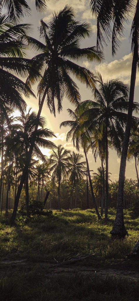 Palm Trees Aesthetic Wallpaper, Paradise Wallpaper Iphone, Hawaii Iphone Wallpaper, Samoa Aesthetic, Tropical Vibes Wallpaper, Iphone Background Beach, Palm Tree Aesthetic, Palm Tree Wallpaper, Palm Tree Photography